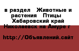  в раздел : Животные и растения » Птицы . Хабаровский край,Николаевск-на-Амуре г.